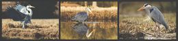 Photography, Graureiher am Schilf, Frederic Bauer