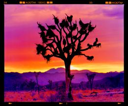 Photographie, Joshua Tree Landscape, Mojave Desert, California, Richard Heeps