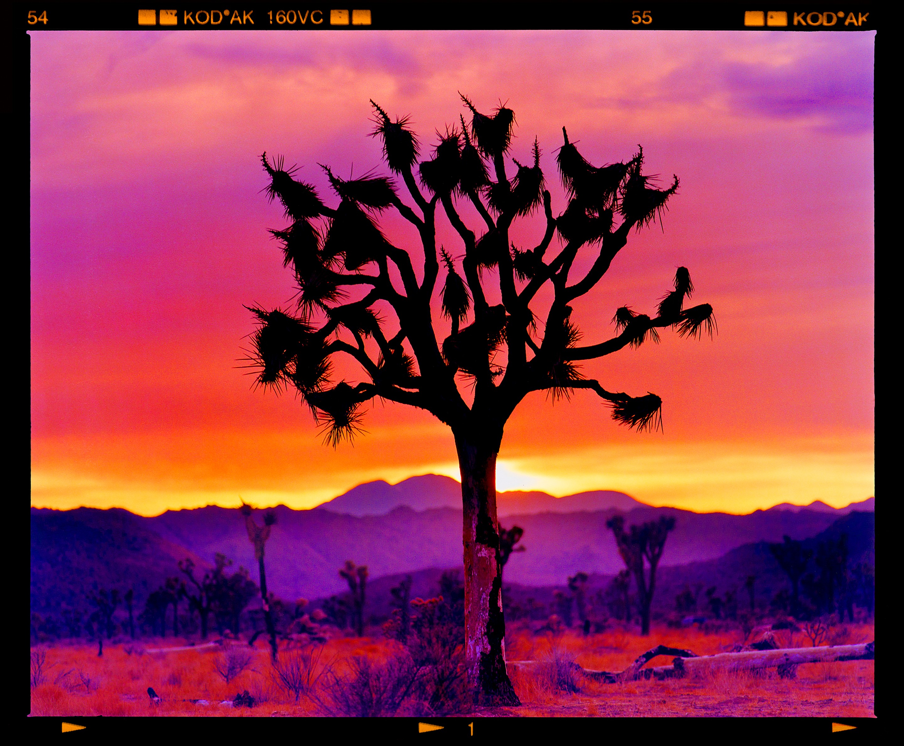Richard Heeps, Joshua Tree Landscape, Mojave Desert, California Richard Heeps, Joshua Tree Landscape, Mojave Desert, California