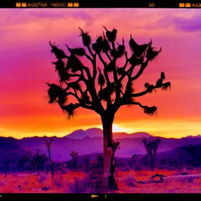 Photography, Joshua Tree Landscape, Mojave Desert, California, Richard Heeps
