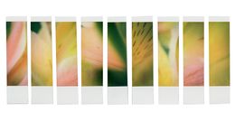 Photographie, Organism 3.2, Johana Trayanova