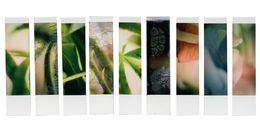 Photographie, Organism 2.3, Johana Trayanova