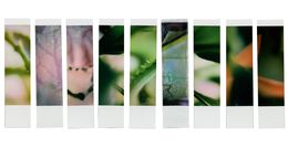 Photographie, Organism 2.4, Johana Trayanova