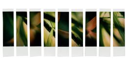 Photographie, Organism 2.1, Johana Trayanova