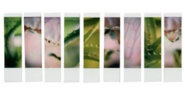 Photographie, Organism 2.2, Johana Trayanova
