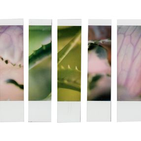 Fotografien, Organism 2.2, Johana Trayanova