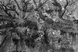 Fine Art Drawings, Mother of nature n°2, Imhathai Suwatthanasilp