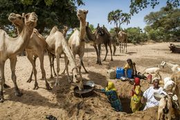 Fotografien, S'abreuver au wadi, région de Nyala, Sud Darfour, Frédéric Noy