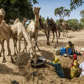 Photography, S'abreuver au wadi, région de Nyala, Sud Darfour, Frédéric Noy