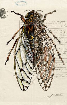 Zeichnungen, Cicada Mechanimal, Ardif