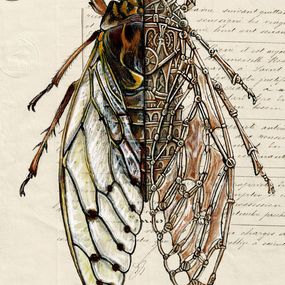 Fine Art Drawings, Cicada Mechanimal, Ardif