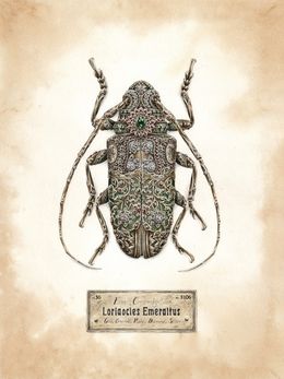 Zeichnungen, Loriaocles Emeraltus, Steeven Salvat