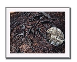 Photographie, Végétal - Reflet de soi 3, Moz - David Vuillermoz
