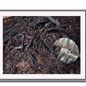 Photography, Végétal - Reflet de soi 3, Moz - David Vuillermoz
