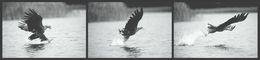 Photography, Seeadler auf Beutefang, Frederic Bauer