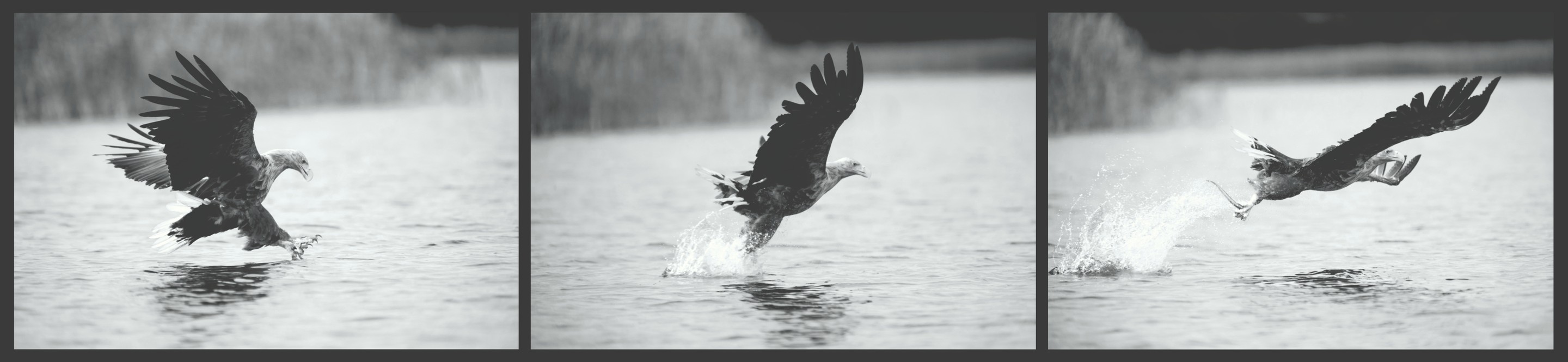 Frederic Bauer, Seeadler auf Beutefang Frederic Bauer, Seeadler auf Beutefang