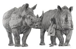 Zeichnungen, Rhinoceros et l'enfant, François Gruson