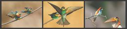 Photography, Bee eater dynamic, Frederic Bauer