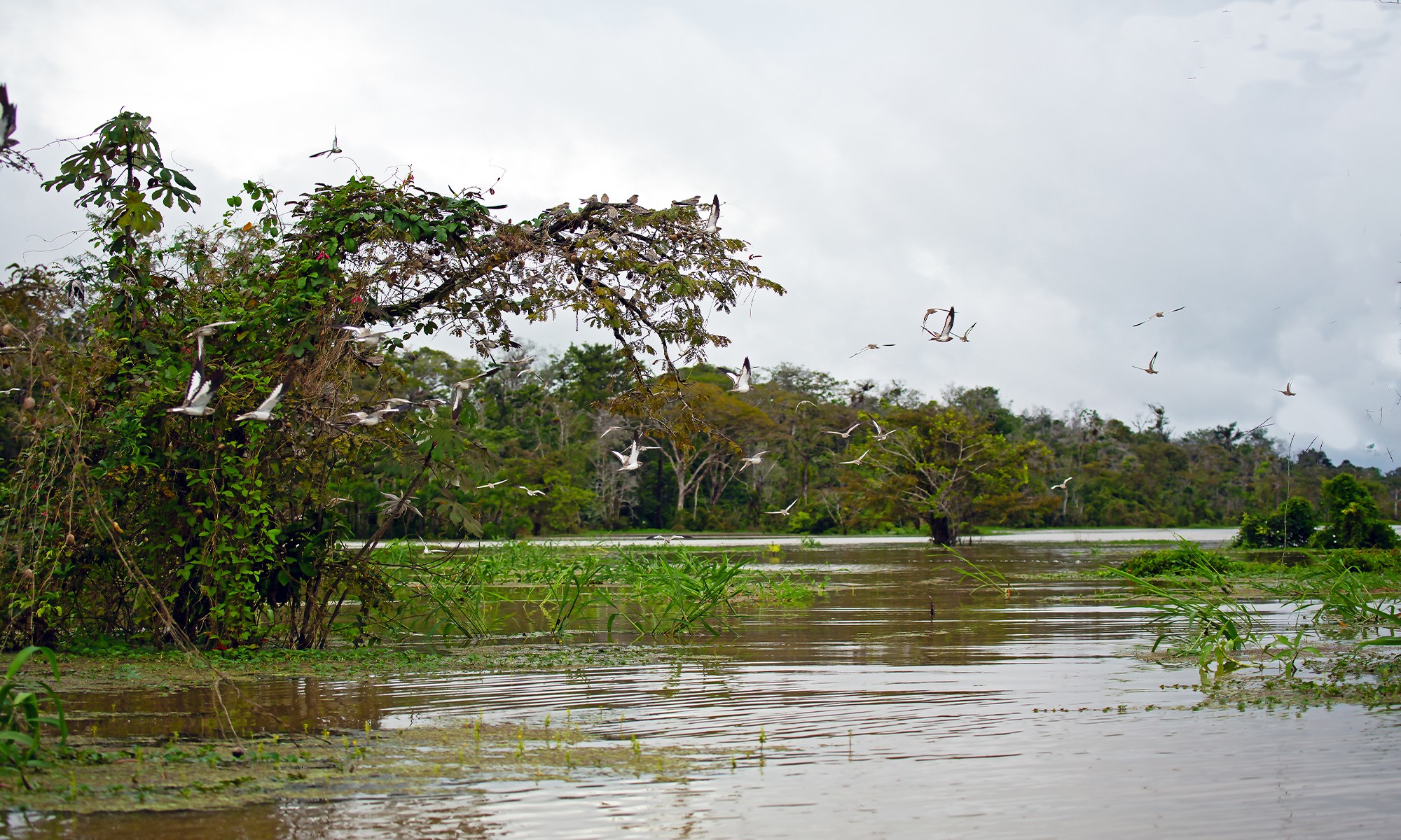 Anthony Horth, Birds on the Amazon Anthony Horth, Birds on the Amazon