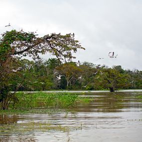 Photographie, Birds on the Amazon, Anthony Horth