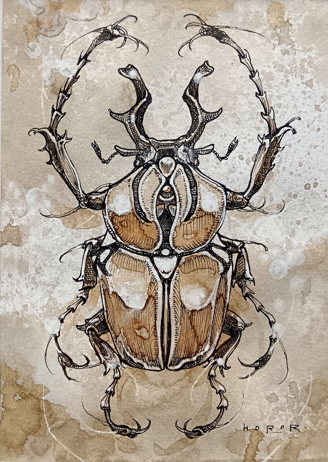 Horor, Cephalus Horor, Cephalus