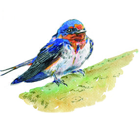 Gemälde, Golondrina, Cristina Méndez
