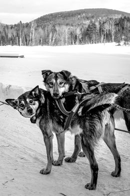 Photographie, Sledding Buddies, Olga Zeltser