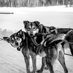 Photography, Sledding Buddies, Olga Zeltser