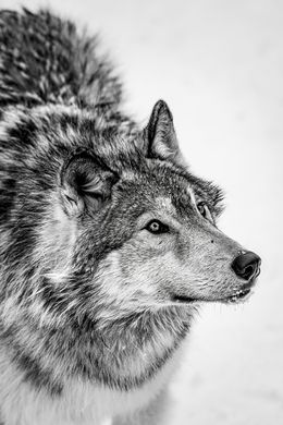 Photographie, The Omega Wolf, Olga Zeltser