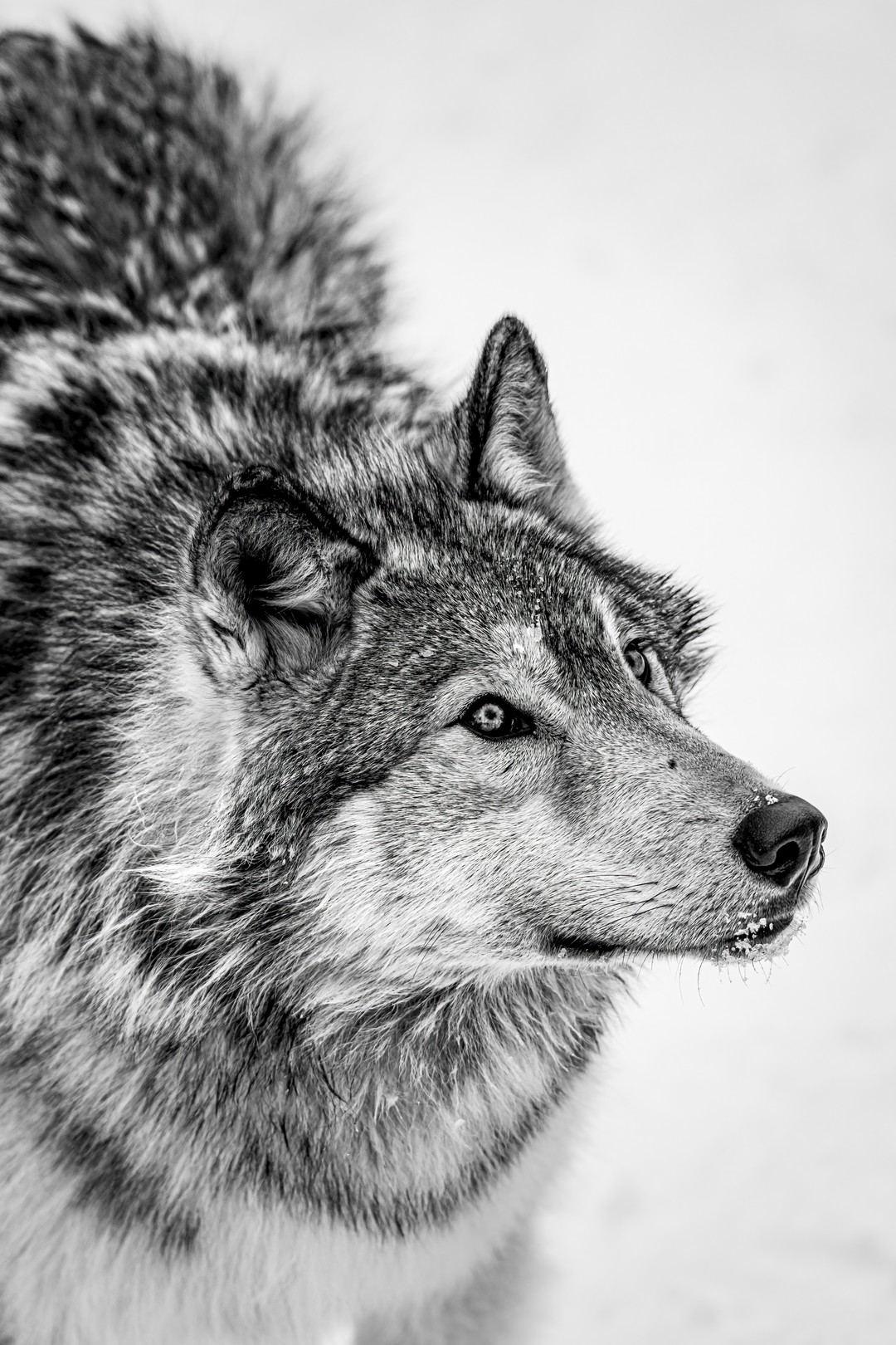 Olga Zeltser, The Omega Wolf Olga Zeltser, The Omega Wolf