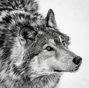 Photography, The Omega Wolf, Olga Zeltser