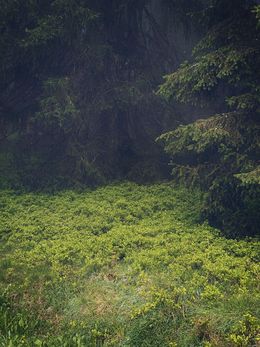 Fotografien, Lisière de forêt, éveil du printemps, Adrianna MJW