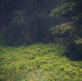 Photographie, Lisière de forêt, éveil du printemps, Adrianna MJW