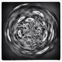 Photography, Le Souffle de la Marguerite, Paul Marnef