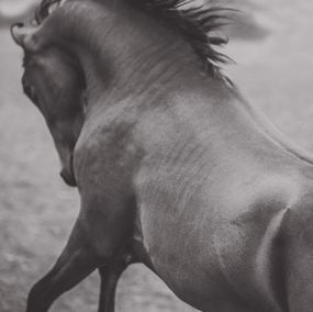 Fotografien, Life Force, Amrita Bilimoria
