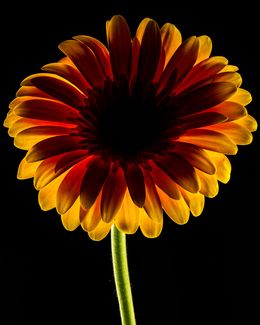 Photographie, Dark Daisy Yellow, Beyti Barbaros