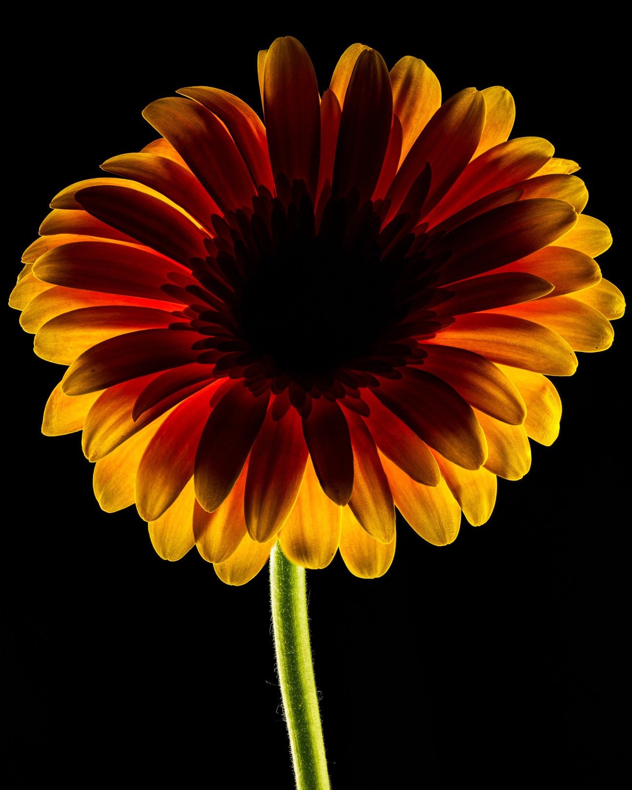 Beyti Barbaros, Dark Daisy Yellow Beyti Barbaros, Dark Daisy Yellow