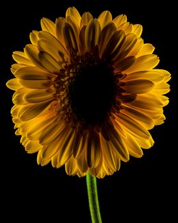 Photographie, Dark Daisy Solid Yellow, Beyti Barbaros
