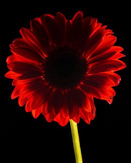 Photographie, Dark Daisy Red, Beyti Barbaros