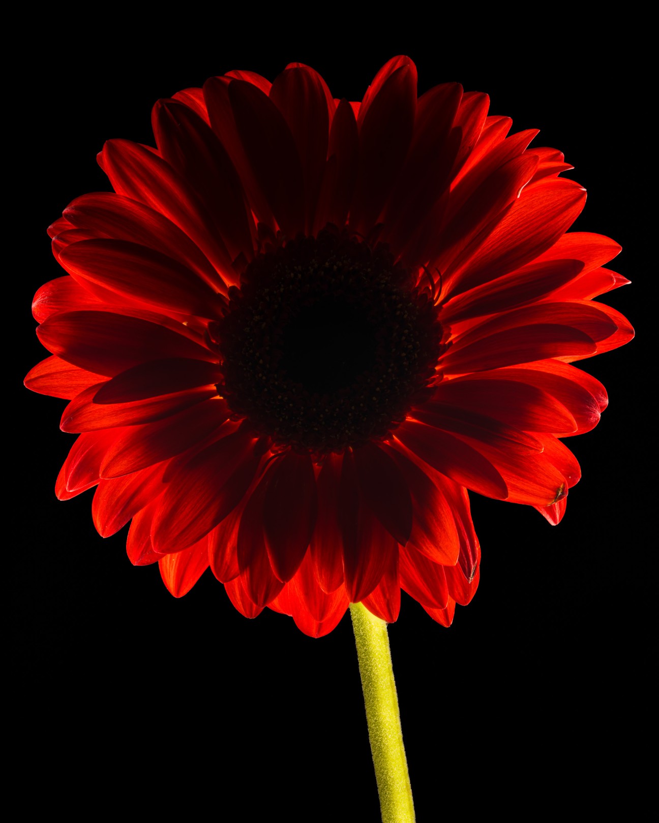 Beyti Barbaros, Dark Daisy Red Beyti Barbaros, Dark Daisy Red
