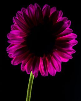 Photographie, Dark Daisy Purple, Beyti Barbaros