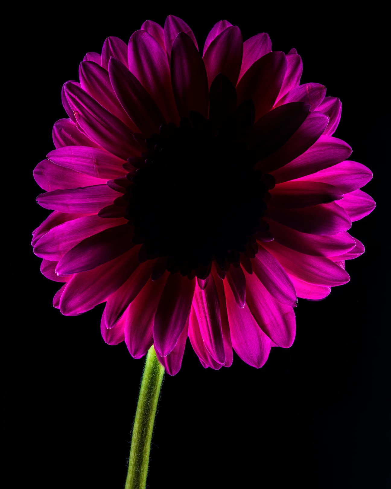 Beyti Barbaros, Dark Daisy Purple Beyti Barbaros, Dark Daisy Purple