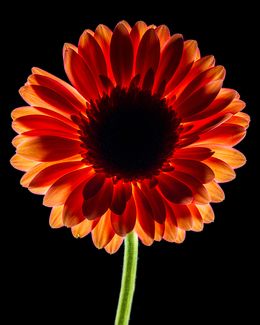 Photographie, Dark Daisy Pink, Beyti Barbaros