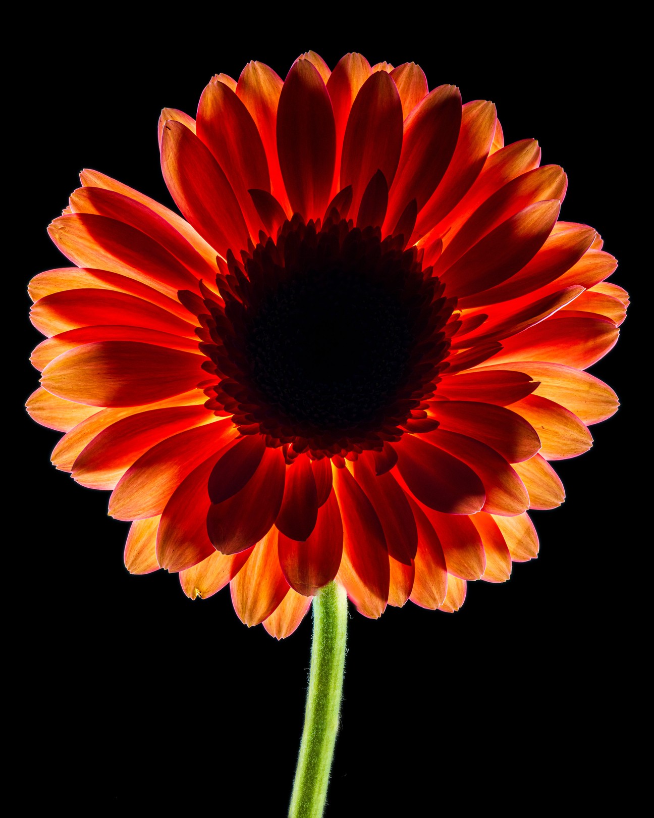 Beyti Barbaros, Dark Daisy Pink Beyti Barbaros, Dark Daisy Pink