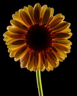 Photographie, Dark Daisy Peach, Beyti Barbaros