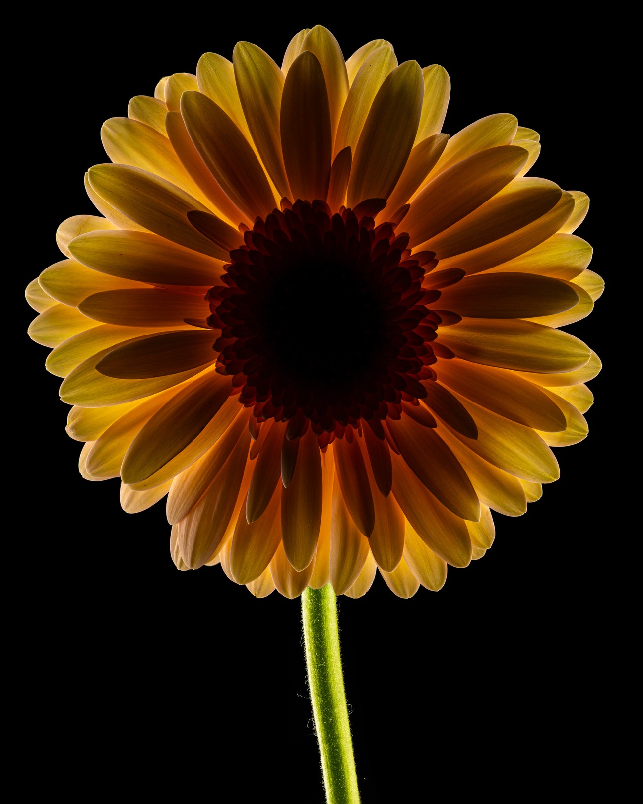 Beyti Barbaros, Dark Daisy Peach Beyti Barbaros, Dark Daisy Peach