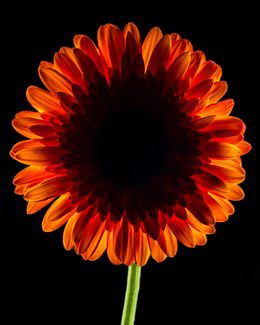 Photographie, Dark Daisy Orange, Beyti Barbaros
