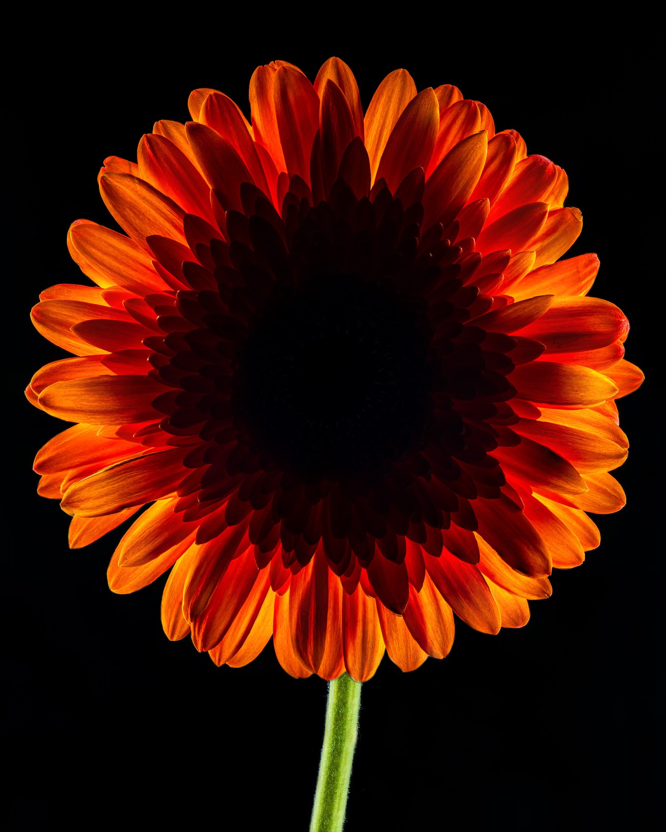 Beyti Barbaros, Dark Daisy Orange Beyti Barbaros, Dark Daisy Orange