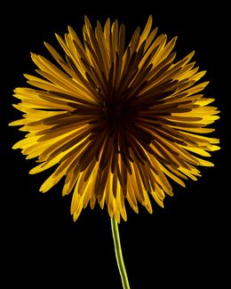 Photographie, Dark Spider Mum, Beyti Barbaros