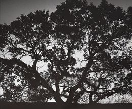 Photography, Untitled 15, Gonçalo Martins